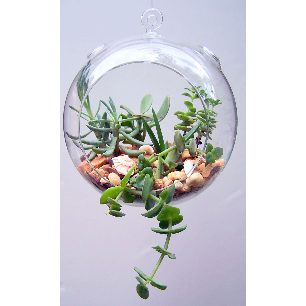 Mini Blown Glass Hanging Terrarium / Terrario Colgante Adornos / Embellishments Pepperell