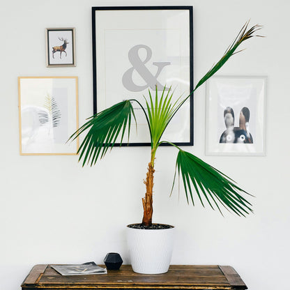 Vinyl Silver / Rollo de Vinil Cricut Plateado Viniles Cricut