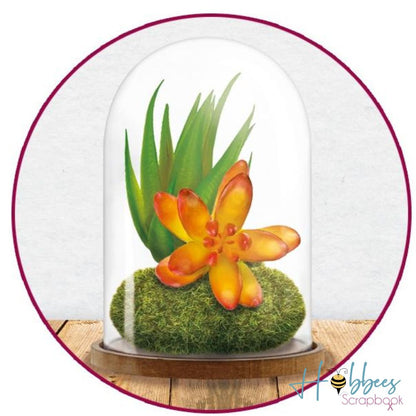 DIY Clear Plastic Dome With Wood Base / Cúpula de Plástico con Base de Madera Adornos / Embellishments Multicraft Imports